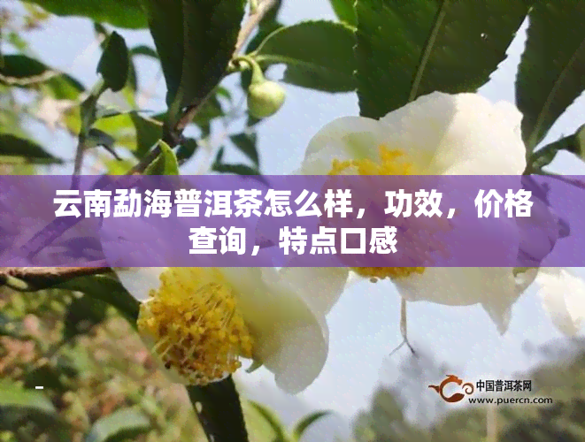 云南勐海普洱茶怎么样，功效，价格查询，特点口感