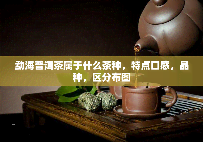 勐海普洱茶属于什么茶种，特点口感，品种，区分布图