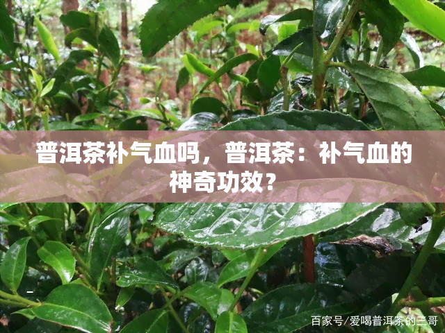 普洱茶补气血吗，普洱茶：补气血的神奇功效？