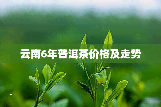 云南6年普洱茶价格及走势