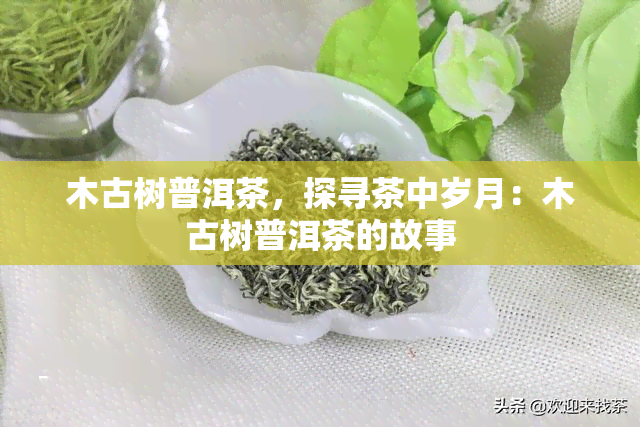 木古树普洱茶，探寻茶中岁月：木古树普洱茶的故事