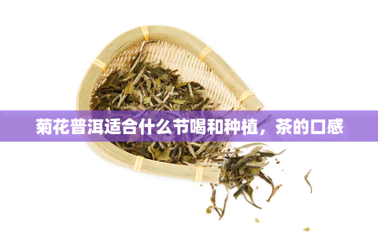 菊花普洱适合什么节喝和种植，茶的口感