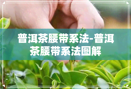 普洱茶腰带系法-普洱茶腰带系法图解