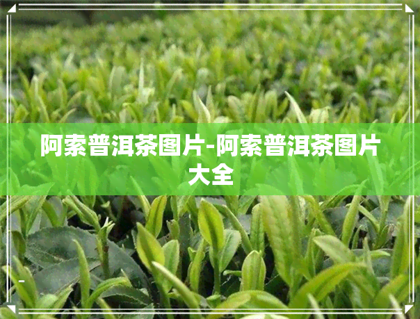 阿索普洱茶图片-阿索普洱茶图片大全