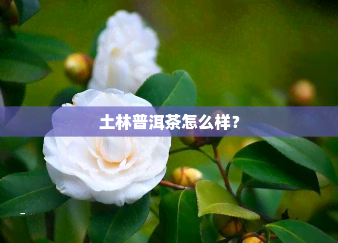 土林普洱茶怎么样？