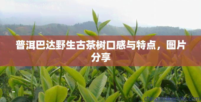 普洱巴达野生古茶树口感与特点，图片分享