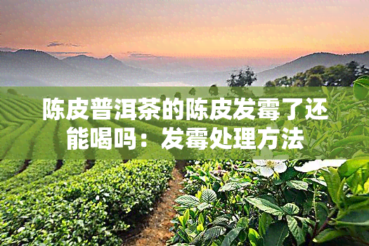 陈皮普洱茶的陈皮发霉了还能喝吗：发霉处理方法