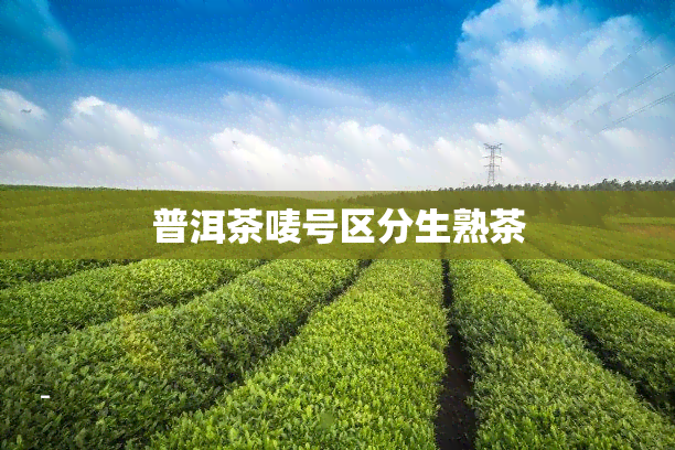 普洱茶唛号区分生熟茶