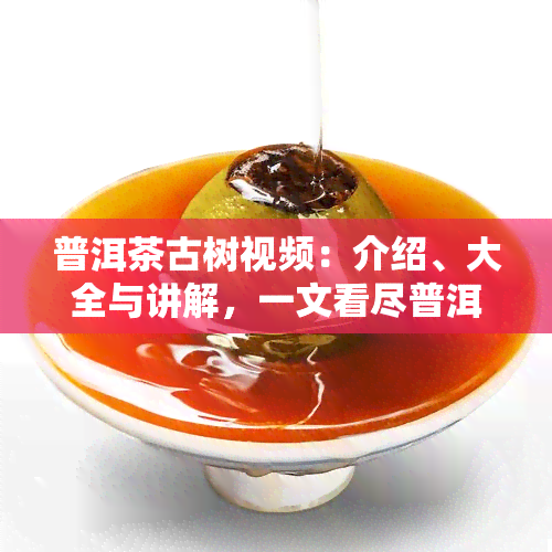 普洱茶古树视频：介绍、大全与讲解，一文看尽普洱古树茶价格及十大名茶