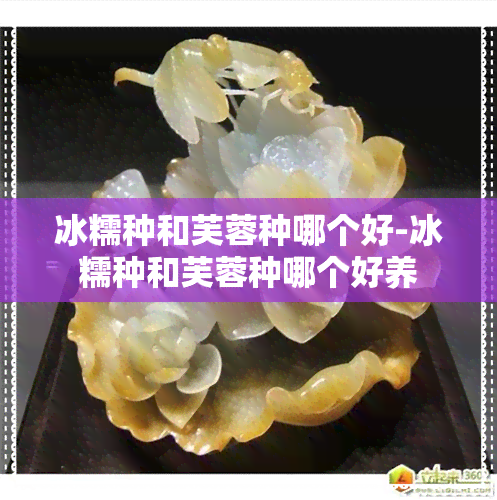 冰糯种和芙蓉种哪个好-冰糯种和芙蓉种哪个好养