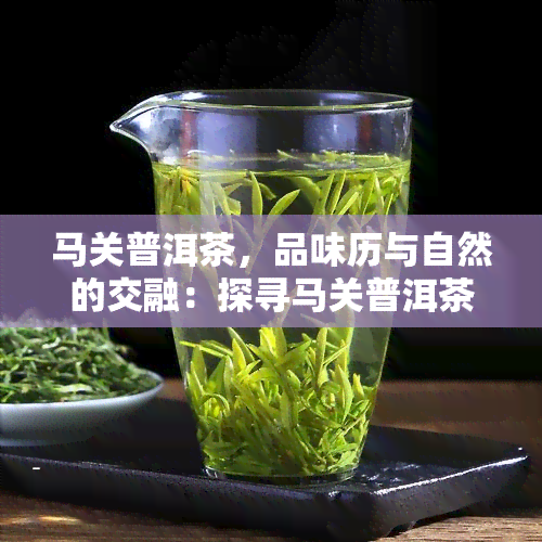 马关普洱茶，品味历与自然的交融：探寻马关普洱茶的独特魅力