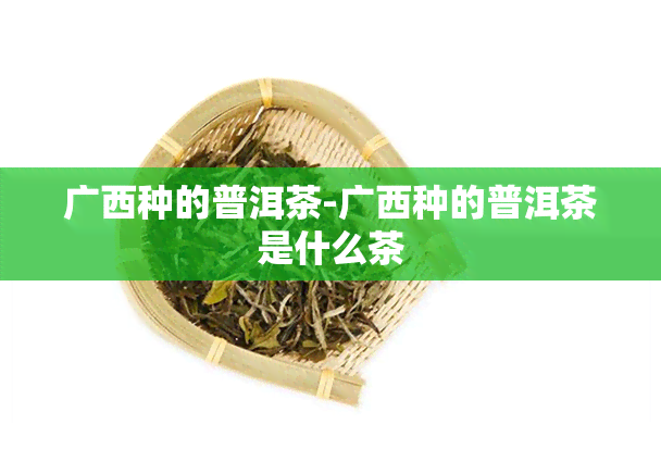 广西种的普洱茶-广西种的普洱茶是什么茶