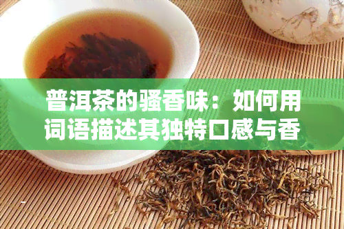 普洱茶的骚香味：如何用词语描述其独特口感与香气？