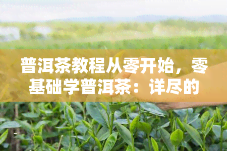 普洱茶教程从零开始，零基础学普洱茶：详尽的教程指南