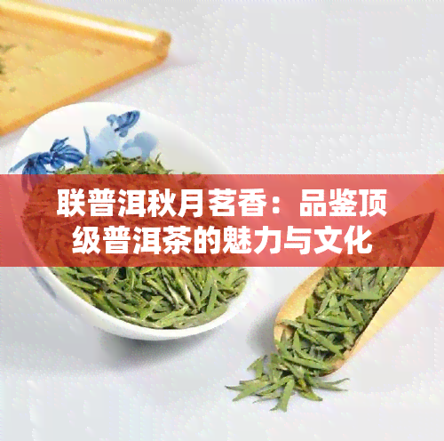 联普洱秋月茗香：品鉴顶级普洱茶的魅力与文化