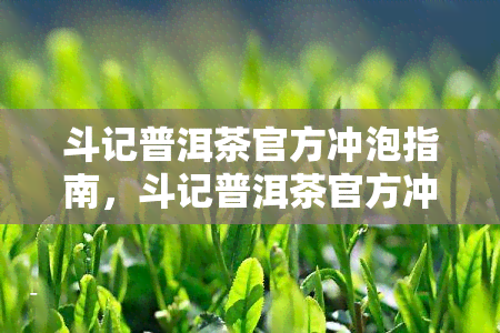 斗记普洱茶官方冲泡指南，斗记普洱茶官方冲泡指南：让你轻松掌握普洱茶的正确冲泡方法！