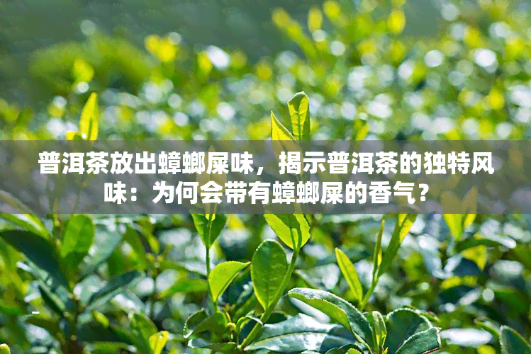 普洱茶放出蟑螂屎味，揭示普洱茶的独特风味：为何会带有蟑螂屎的香气？