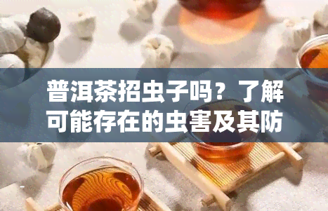 普洱茶招虫子吗？了解可能存在的虫害及其防治方法