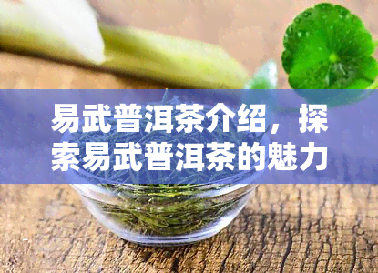 易武普洱茶介绍，探索易武普洱茶的魅力：一种独特而深沉的中国茶文化