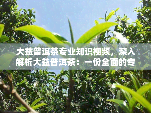 大益普洱茶专业知识视频，深入解析大益普洱茶：一份全面的专业知识视频指南