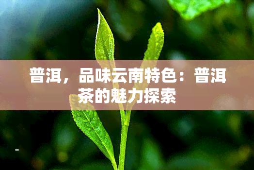 普洱，品味云南特色：普洱茶的魅力探索