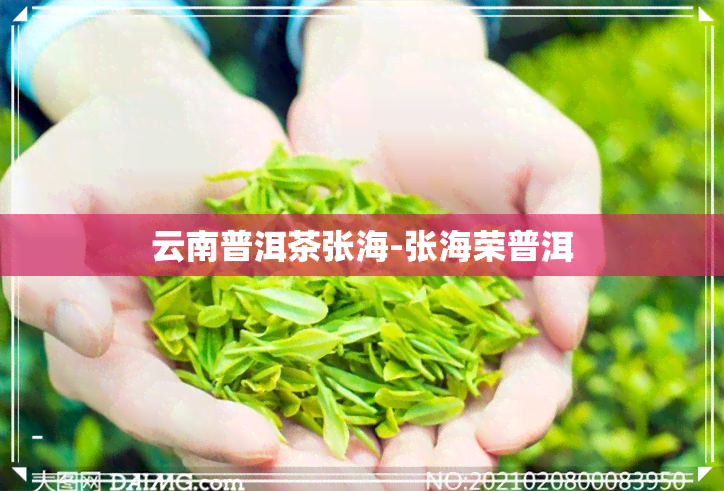 云南普洱茶张海-张海荣普洱