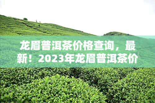 龙眉普洱茶价格查询，最新！2023年龙眉普洱茶价格全解析，你想知道的都在这里！