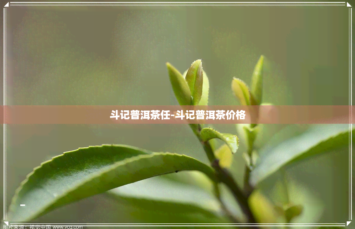 斗记普洱茶任-斗记普洱茶价格