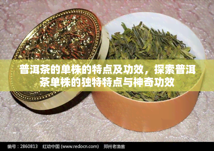 普洱茶的单株的特点及功效，探索普洱茶单株的独特特点与神奇功效