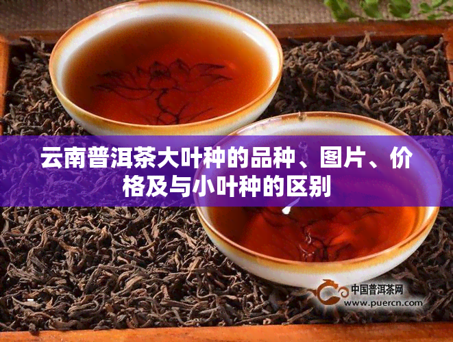 云南普洱茶大叶种的品种、图片、价格及与小叶种的区别