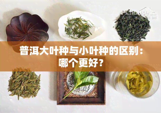 普洱大叶种与小叶种的区别：哪个更好？