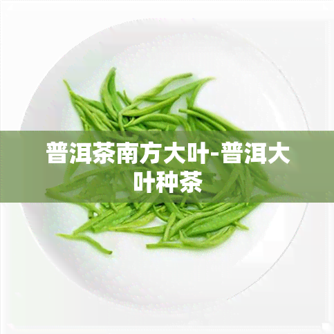 普洱茶南方大叶-普洱大叶种茶