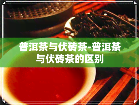 普洱茶与伏砖茶-普洱茶与伏砖茶的区别