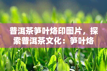 普洱茶笋叶烙印图片，探索普洱茶文化：笋叶烙印在普洱茶中的独特印记