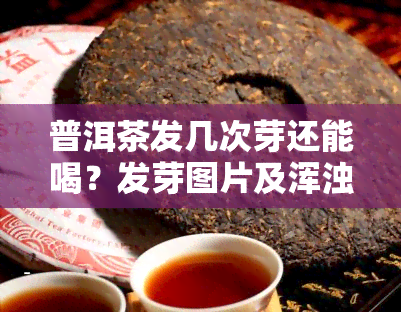 普洱茶发几次芽还能喝？发芽图片及浑浊原因解析，发霉解决方法