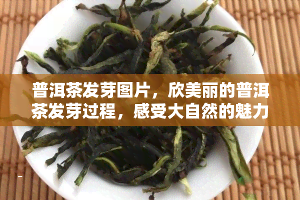 普洱茶发芽图片，欣美丽的普洱茶发芽过程，感受大自然的魅力！