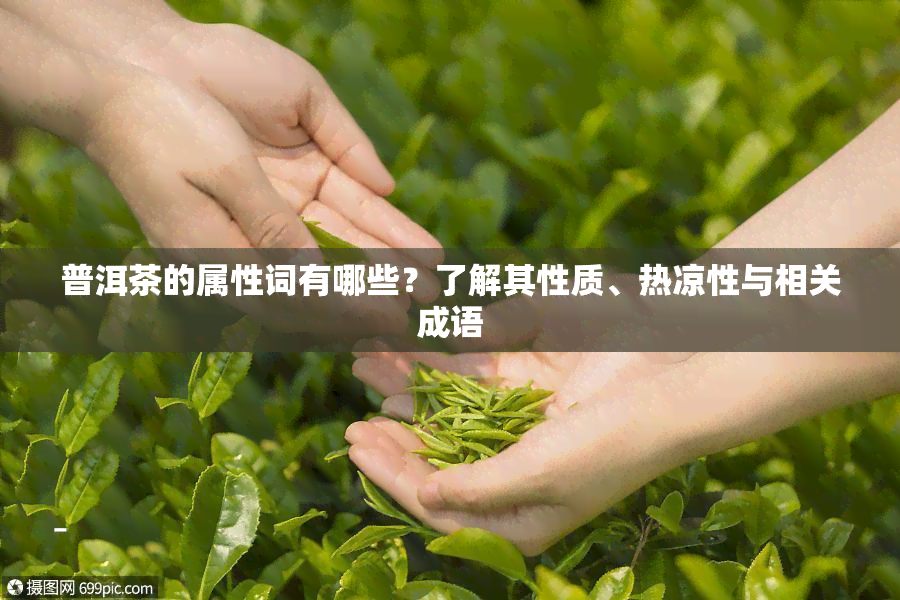 普洱茶的属性词有哪些？了解其性质、热凉性与相关成语