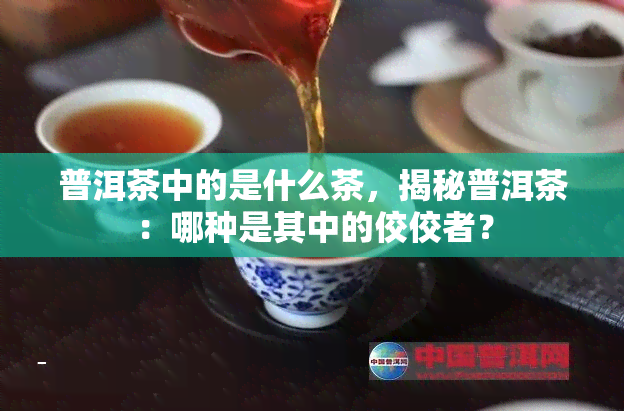 普洱茶中的是什么茶，揭秘普洱茶：哪种是其中的佼佼者？