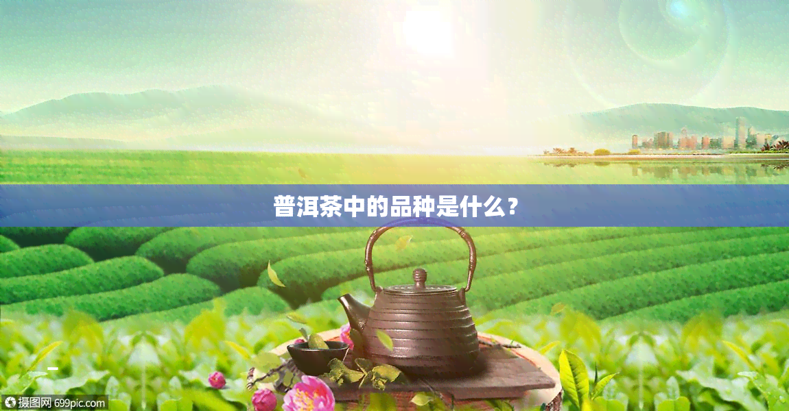 普洱茶中的品种是什么？