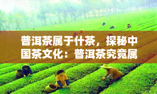 普洱茶属于什茶，探秘中国茶文化：普洱茶究竟属于哪一类？