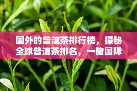 国外的普洱茶排行榜，探秘全球普洱茶排名，一国际茶叶市场的佼佼者