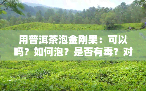 用普洱茶泡金刚果：可以吗？如何泡？是否有？对金刚菩提有用吗？