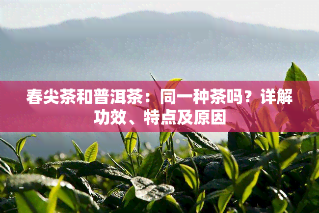 春尖茶和普洱茶：同一种茶吗？详解功效、特点及原因