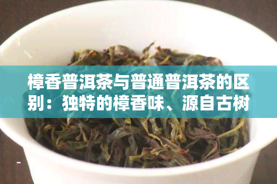 樟香普洱茶与普通普洱茶的区别：独特的樟香味、源自古树老树，你值得品尝！