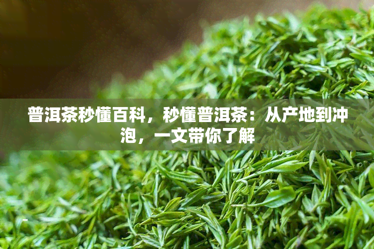 普洱茶秒懂百科，秒懂普洱茶：从产地到冲泡，一文带你了解