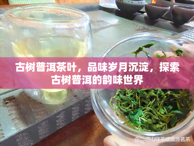 古树普洱茶叶，品味岁月沉淀，探索古树普洱的韵味世界