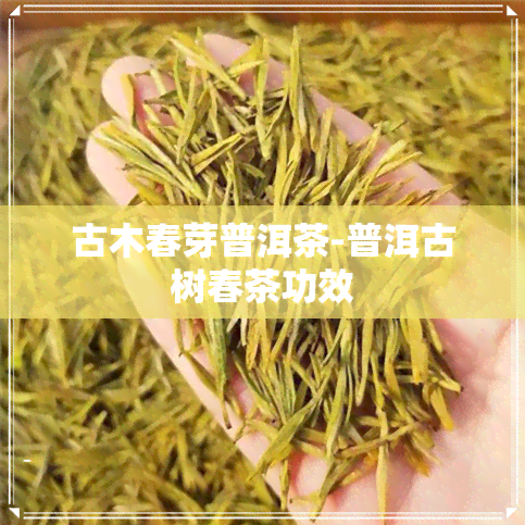 古木春芽普洱茶-普洱古树春茶功效