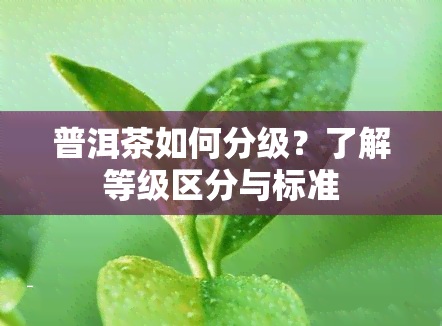 普洱茶如何分级？了解等级区分与标准