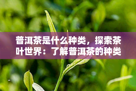 普洱茶是什么种类，探索茶叶世界：了解普洱茶的种类与特点