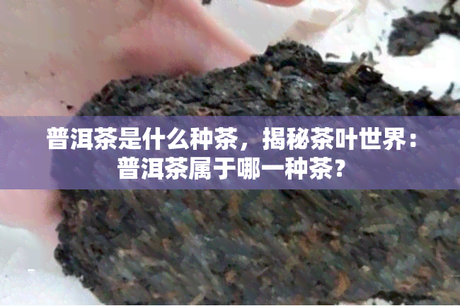 普洱茶是什么种茶，揭秘茶叶世界：普洱茶属于哪一种茶？